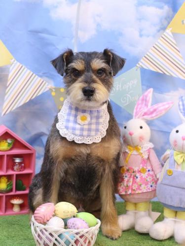 20240326ピンくん